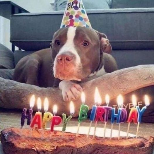 The dog who had a not so happy past, now celebrates his first birthday in his life, happy birthday Mowgi