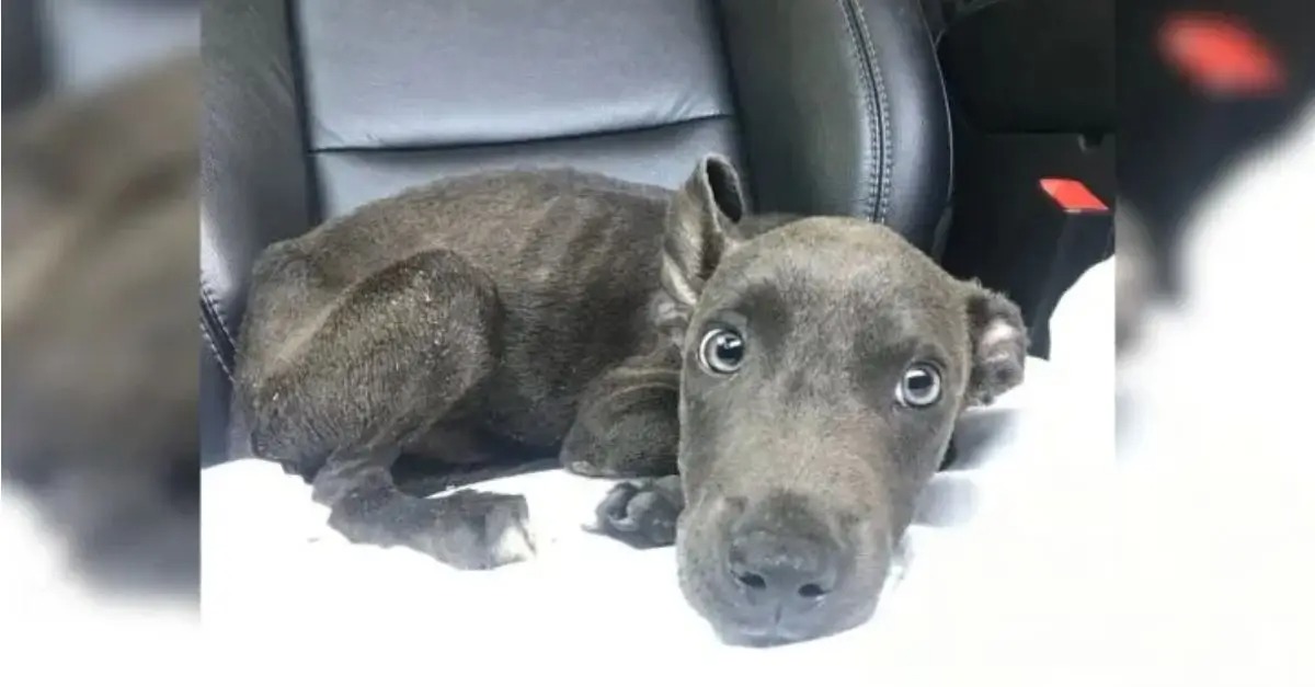 A malnourished puppy residing in a confined alleyway receives an opportunity for a new life