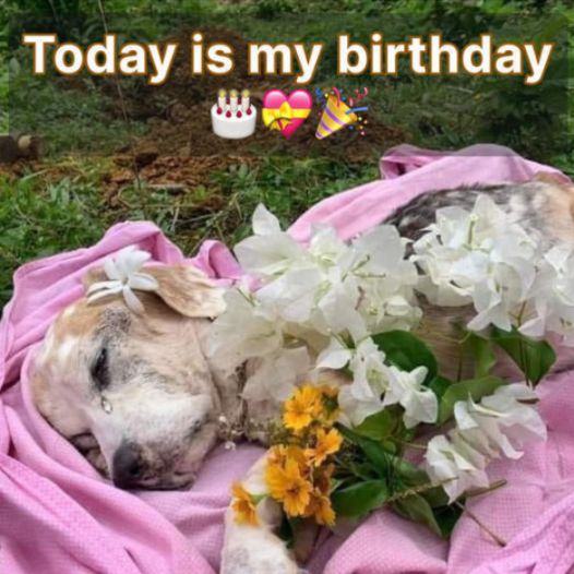 Marlay’s Last Birthday, hoping to get everyone’s prayers for the Dog