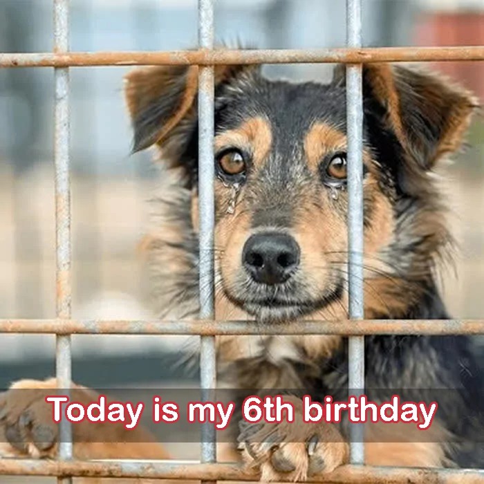 6 years since my family brought me to the shelter, today is my 6th birthday, I hope a new family will adopt me