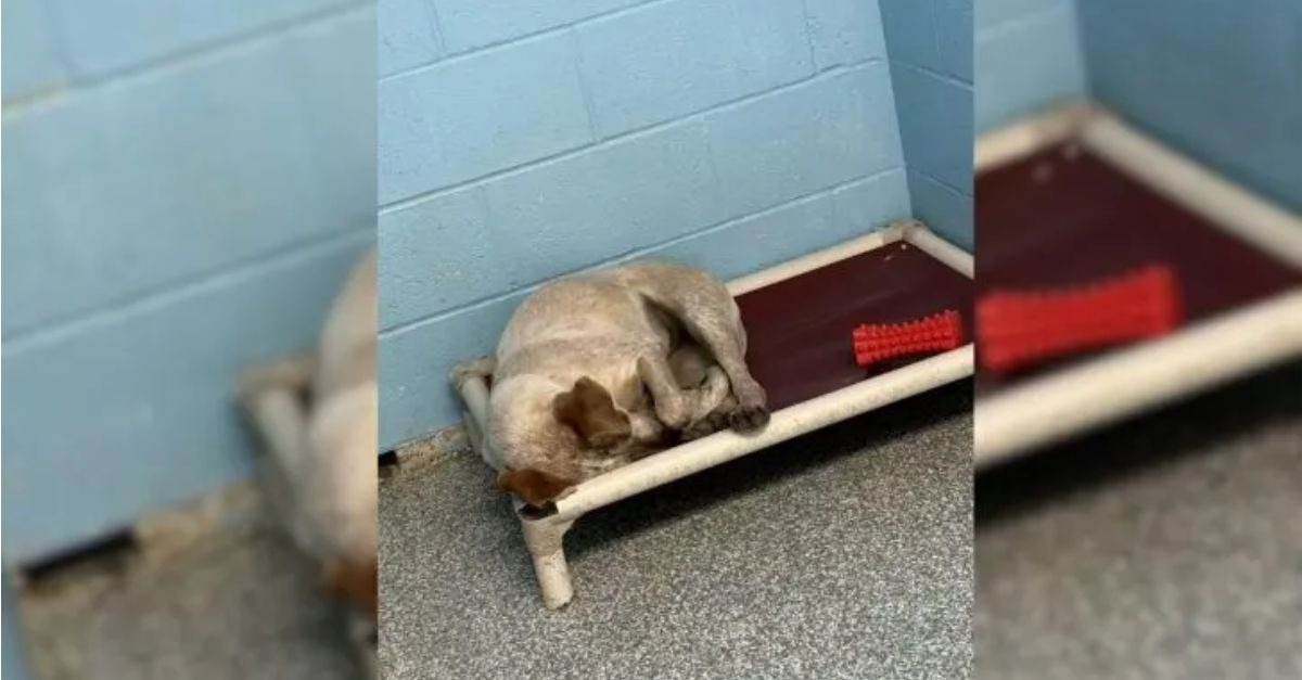 A Dog’s Heart Breaks Upon Being Abandoned While Her Closest Companion Secures a Permanent Home