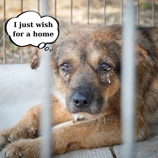 I have been living in a shelter for 6 years, today is my birthday, I just wish for a home