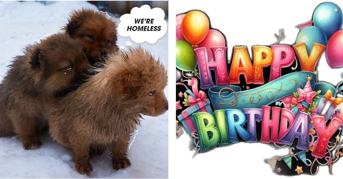 3 homeless dog brothers are looking for shelter and today is their birthday