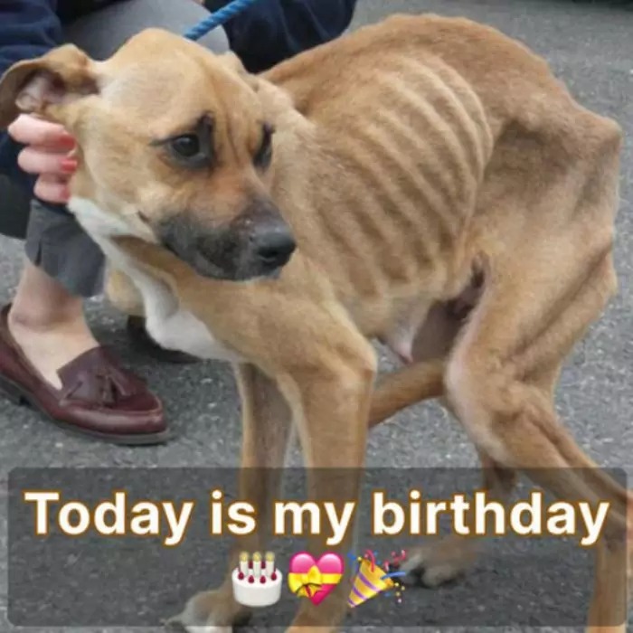 Luki was abused and abandoned, today is the dog’s birthday, hope to receive love from everyone