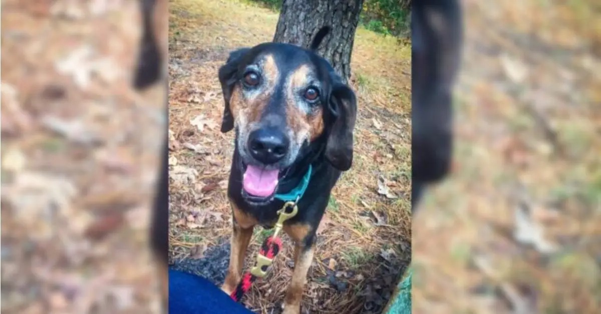 This affectionate young dog became bashful after spending 1,700 days in a shelter, eagerly awaiting the arrival of his ideal family