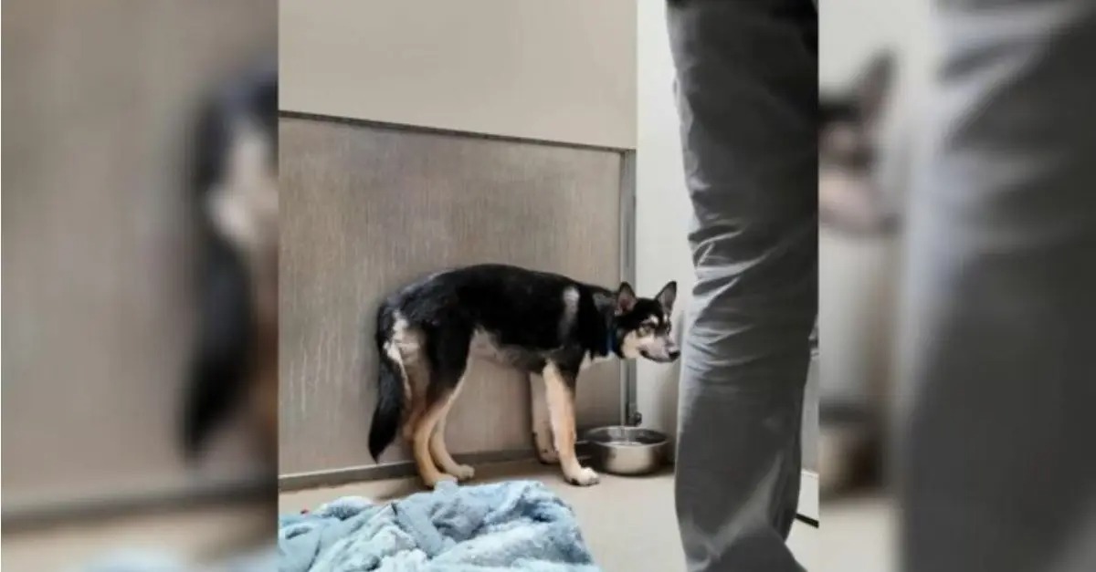 A rescuer assists a dog that was relinquished to the shelter by its family due to claims of being ‘vicious’