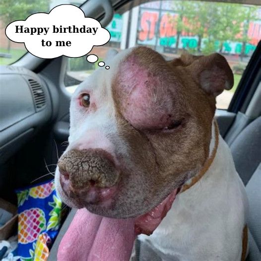 The dog with a large tumor on its face is feeling very sad because no one sent him love on his birthday today