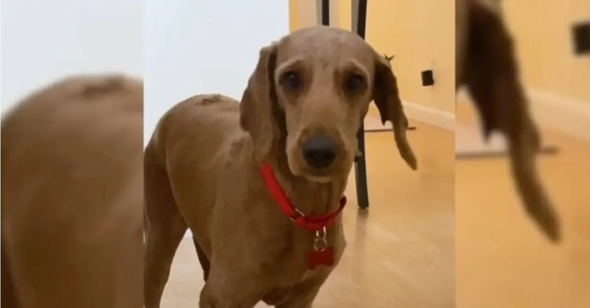 A Goldendoodle, Traumatized and Rescued from a Puppy Mill, Finds Love and Undergoes an Amazing Transformation