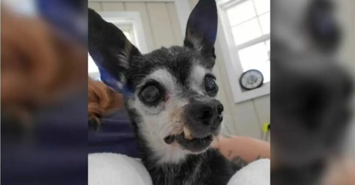 Owners relinquished their beloved senior dog due to their inability to endure the wait for his passing