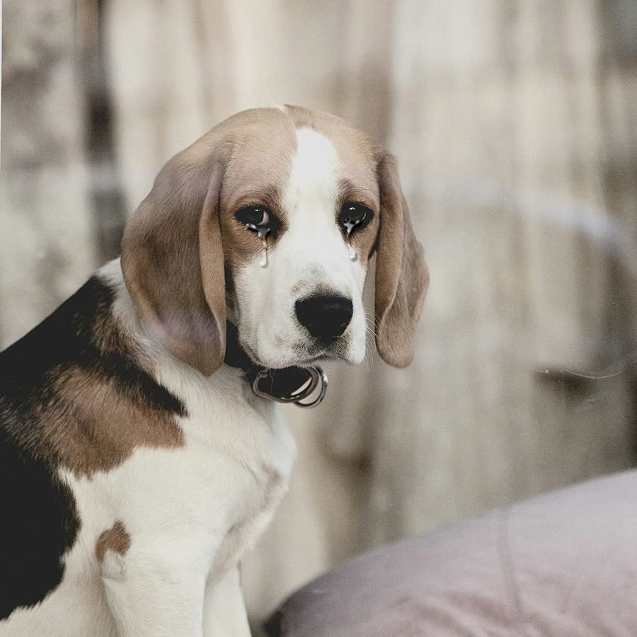 Joly the dog cried a lot when he found out that his adoptive parents were about to take him to a rescue center