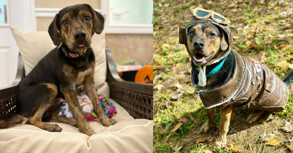 A puppy is unable to conceal the sorrow evident on his face following his return to the shelter by his adoptive family