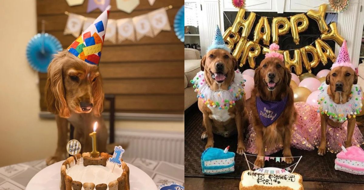 Beer and Friends’ Birthday: A Well-Deserved Reward for Brave and Adorable Dogs.