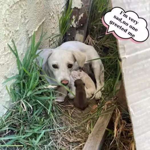 This mother dog and her puppies were abandoned by their owner when he moved house