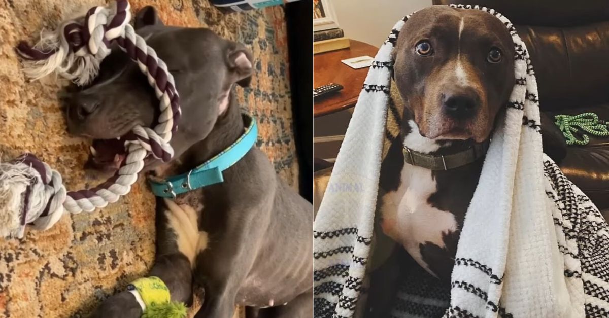 This dog, discovered on the street unable to move, underwent a life-changing transformation