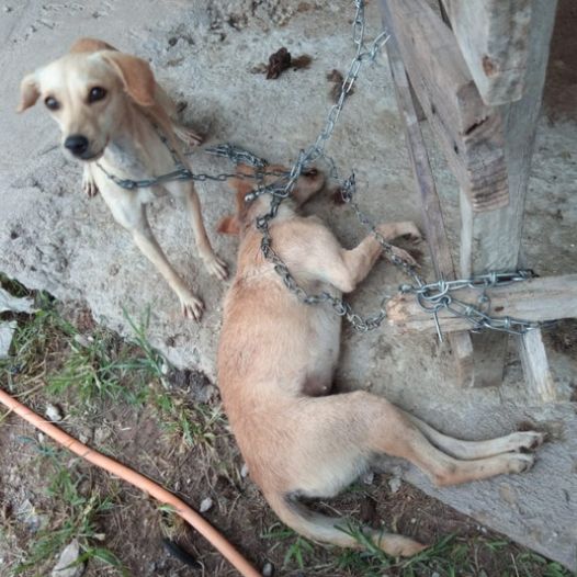 Heartbroken by the sight of two puppies being abused by their owners