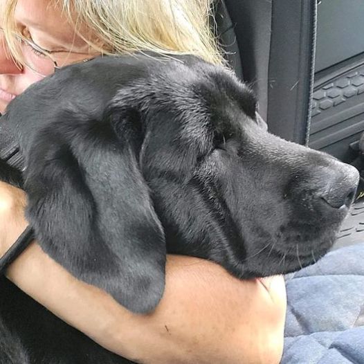 Woman Finds Her Dog Missing for 6 Months, But It’s Dead