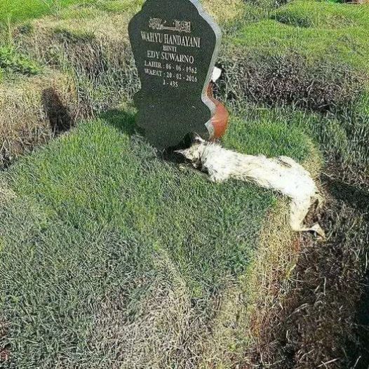 Since his owner passed away, his dog has been going to his grave every day and staying there for a long time