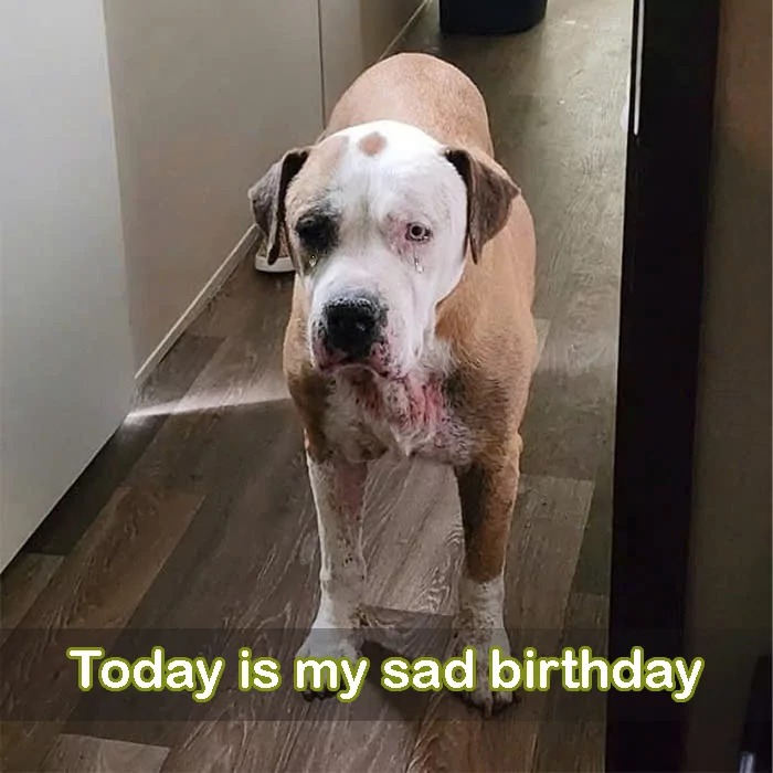 Today is my birthday but my parents are planning to send me to a shelter just because I am old