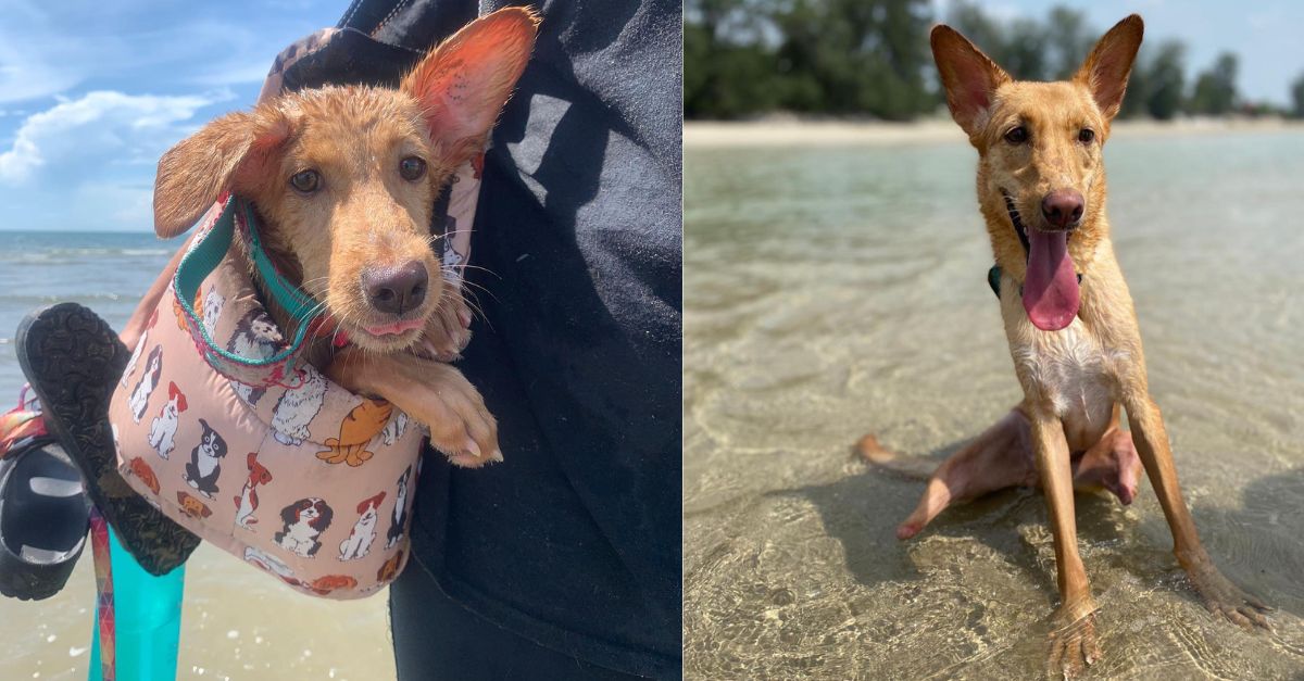 This Two-Legged Rescue Puppy Beats All The Odds, Leaving People In Awe