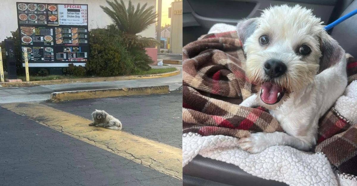 Drive-thru customers ignore abandoned dog under menu board at a store for long period of time