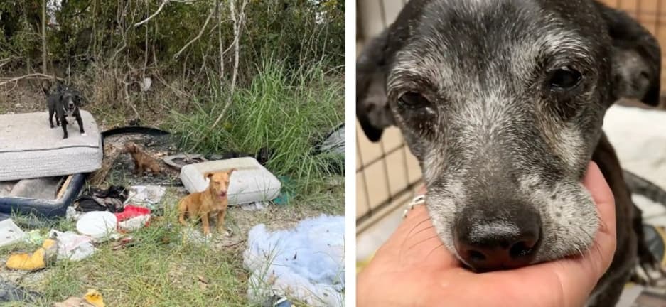 A Compassionate Rescuer Brings Hope to 3 Generations of Abandoned Dogs