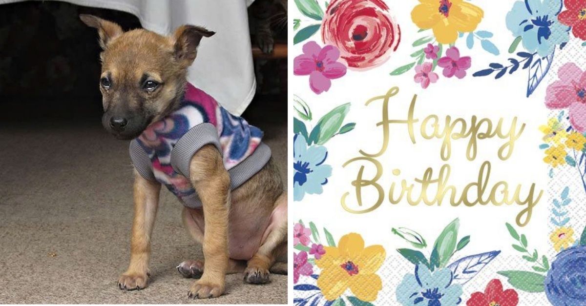 A dog in a shelter hasn't had a birthday party in 4 years