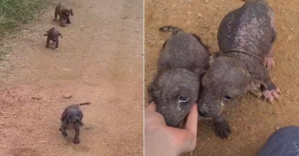 Abandoned puppies ran around giving kisses, while their mother stayed hidden away