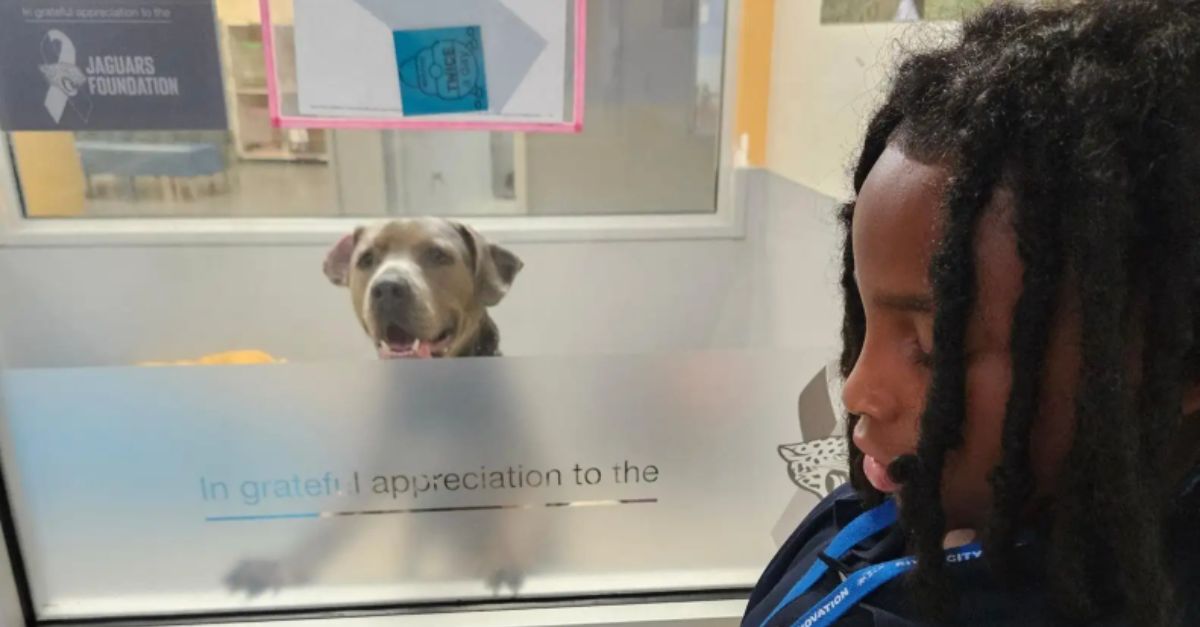 Anxious shelter dog relaxes instantly when he spots a book in someone’s hands