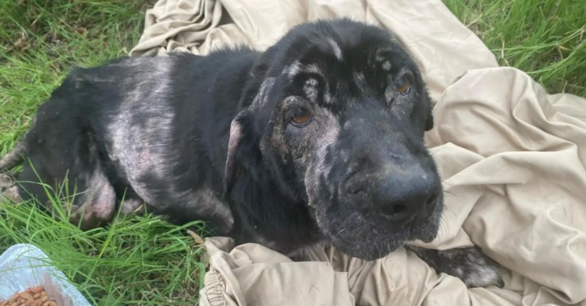 Bald dog abandoned in a field makes a remarkable transformation after receiving love