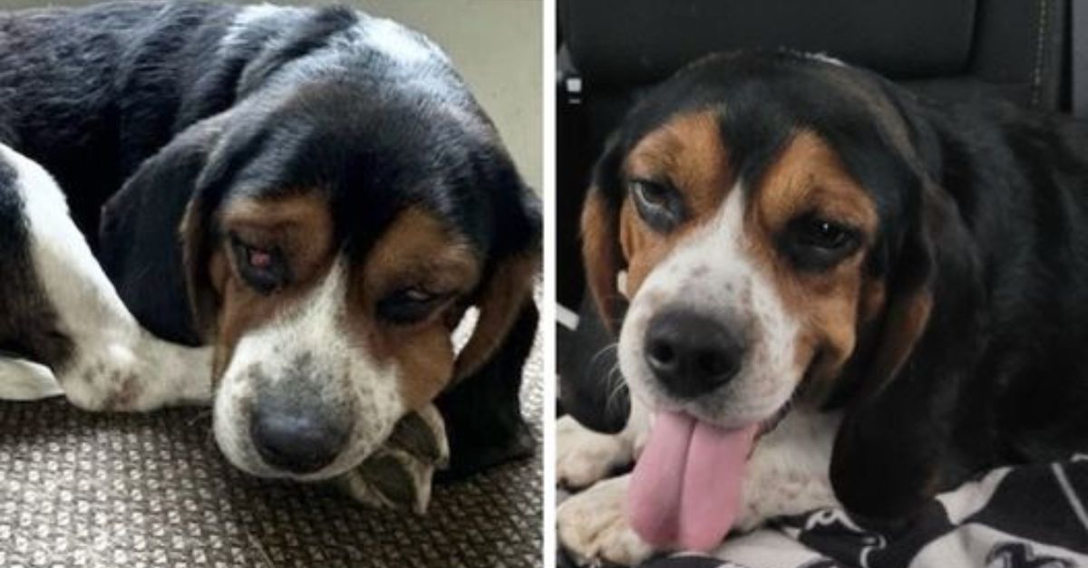 Barney’s Journey from Neglect to Love: A Heartwarming Transformation