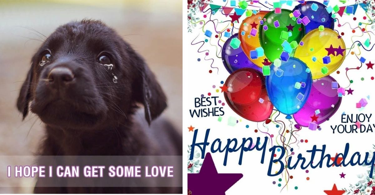 Blica wishes that he will receive sweet wishes from you on this dog’s birthday