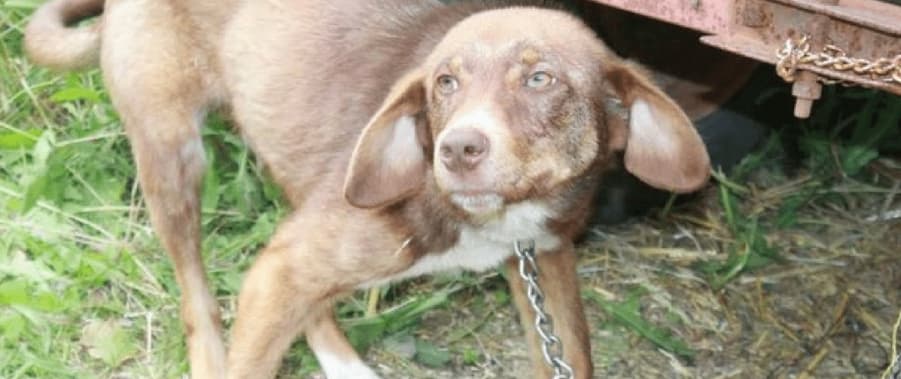 Compassionate rescuers save a sick puppy chained for 10 days