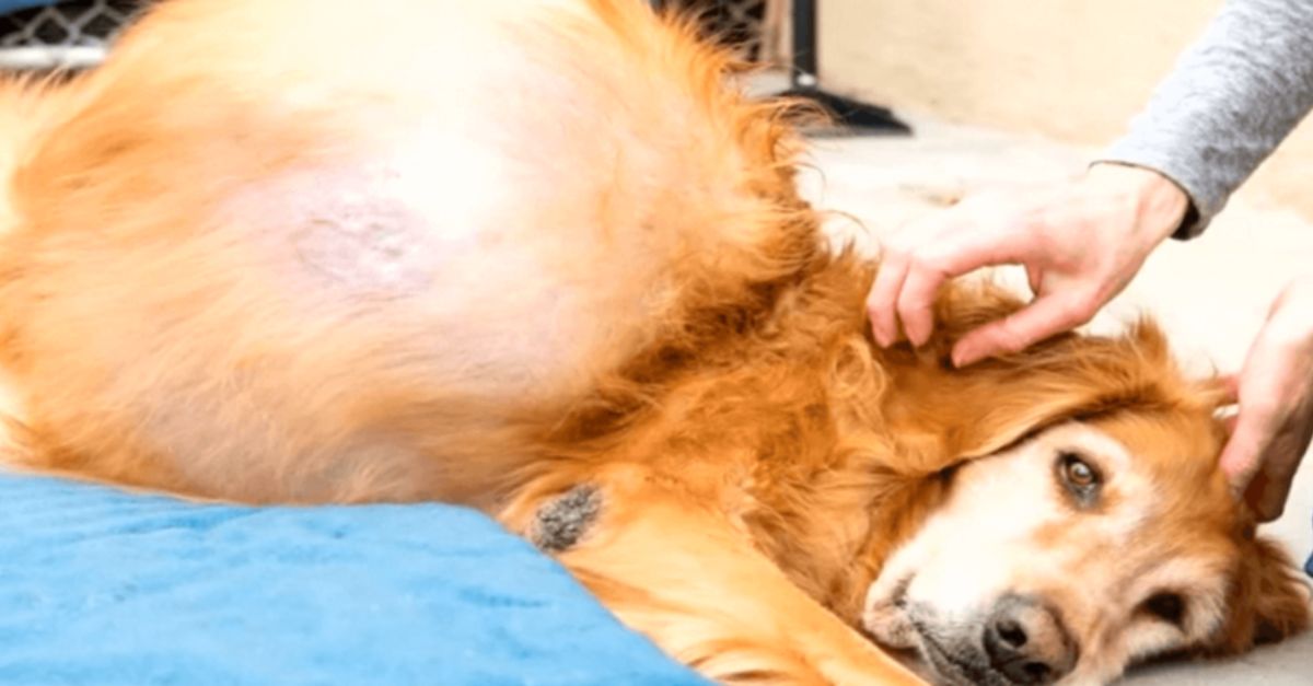  Dog Abandoned With 46-Lb Tumor Finally Gets the Heavy Burden Removed