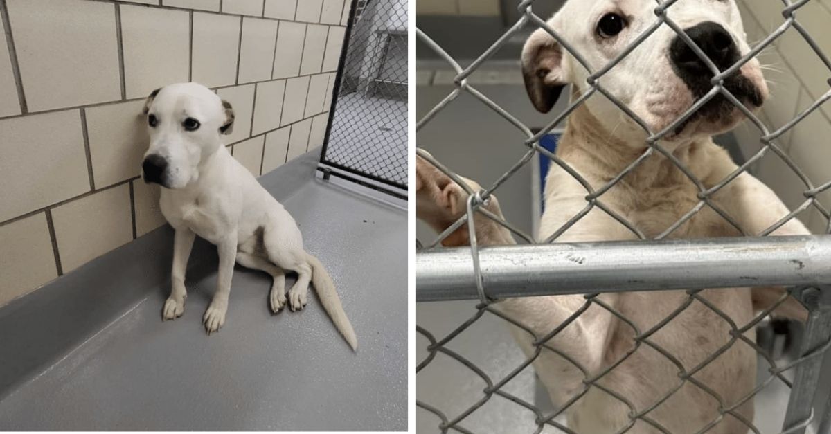 Dog Overlooked by Many, Leaves Shelter with Head Held High