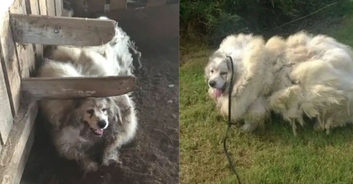 Dog Rescued After 6 Years in Barn Receives Stunning Makeover and New Life