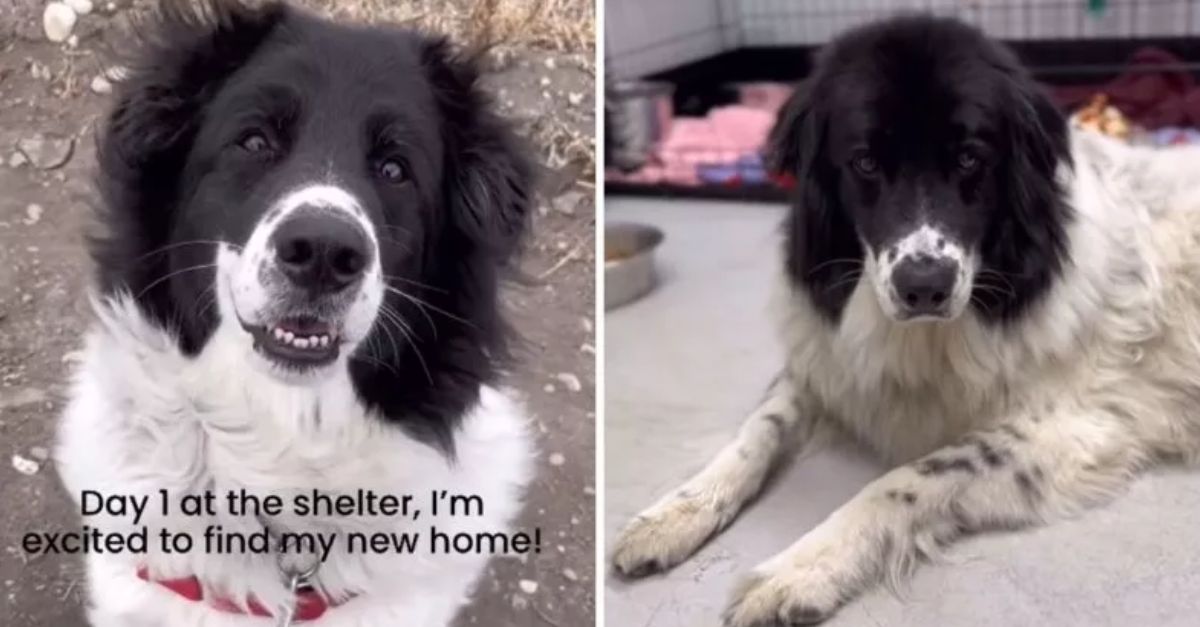 Dog Swept Away by Hurricane Floodwaters Discovered Stranded in a Tree