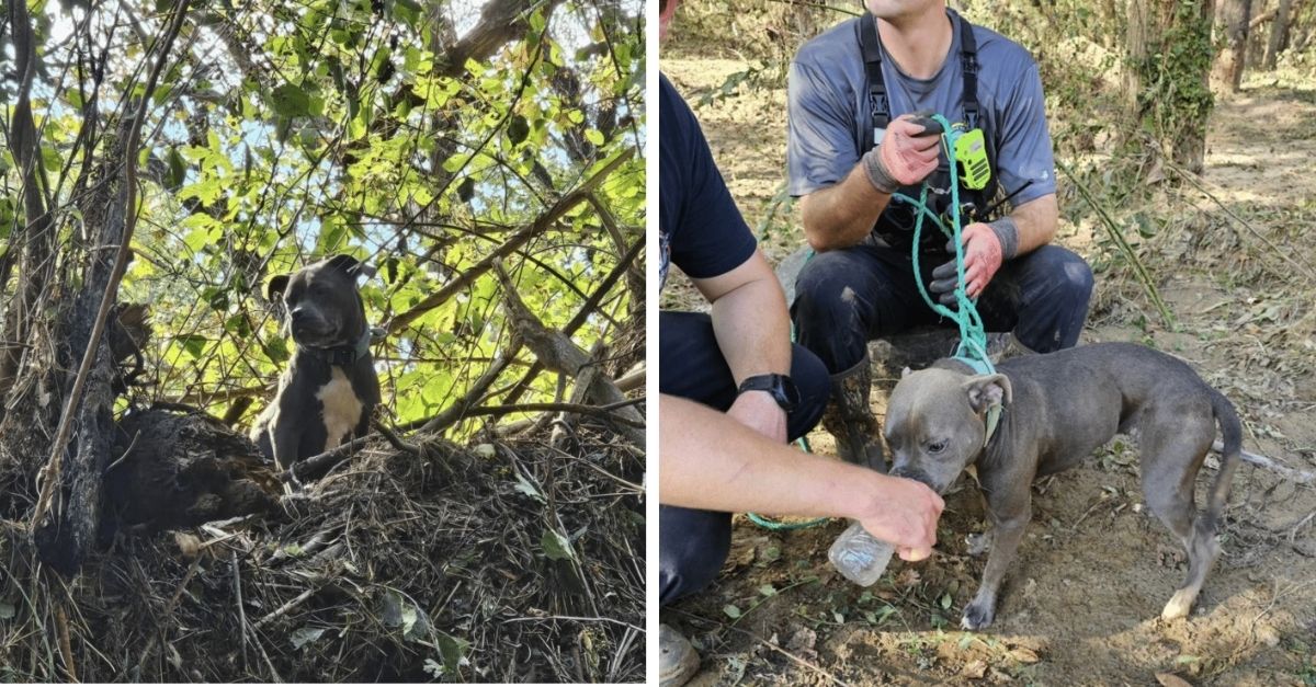 Dog Swept Away by Hurricane Floodwaters Discovered Stranded in a Tree