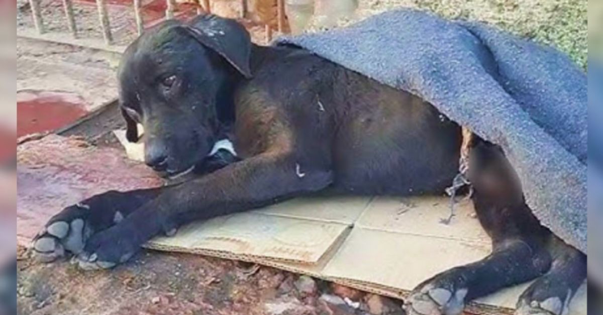 Dog Trapped in Well Could Barely Lift His Head, but His Spirit Stayed Strong