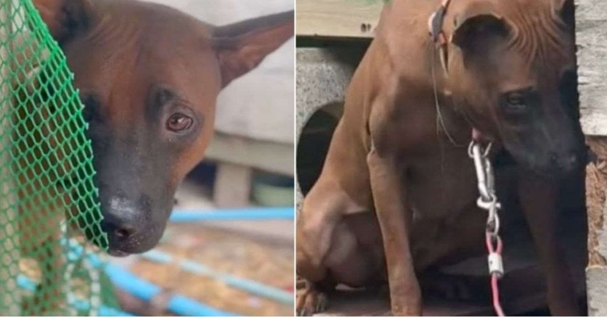 Dog was relieved when kind people tried to free her, but her owner refused to let her go