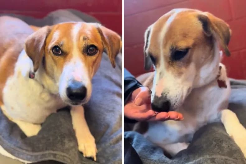 Emotional Moment as Camera Captures Dog's 'Confused' Expression on First Day at Shelter