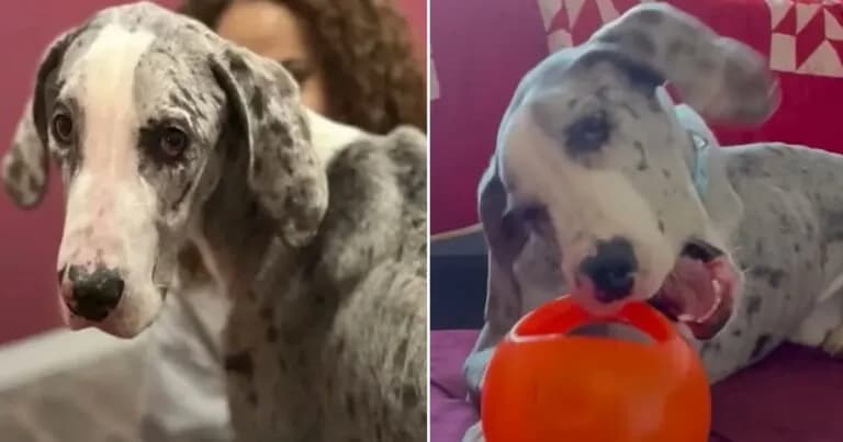 Formerly emaciated Great Dane becomes a towering symbol of joy and transformation