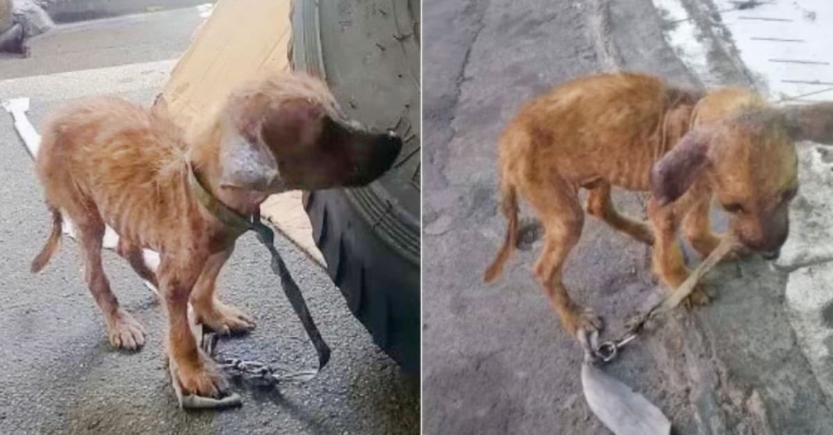 From Scrawny and Overlooked to Majestic A Puppy’s Transformation Thanks to Kind Hearts