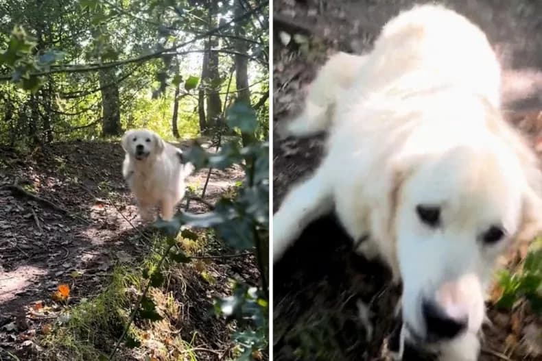 Golden Retriever's heartwarming panic when it loses sight of its owner on a hike