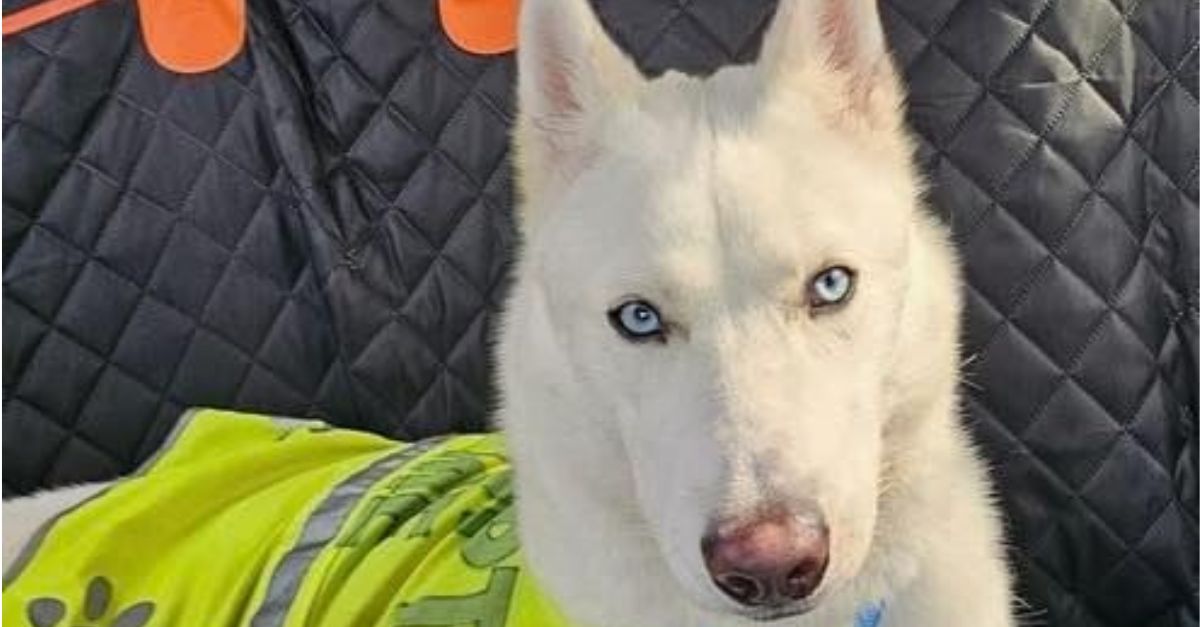 Handsome Leo was set for euthanasia at a Texas shelter, but fate intervened—he’s ready for a home!