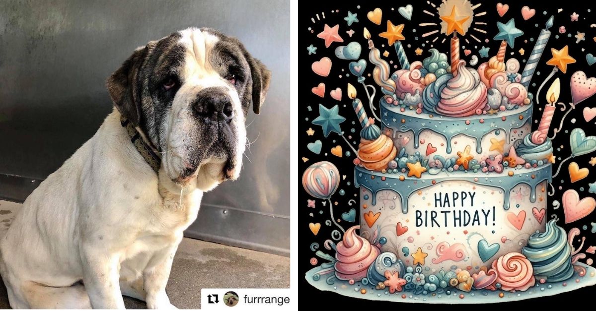 Hanzi’s former owner brought a birthday cake to the shelter to surprise him