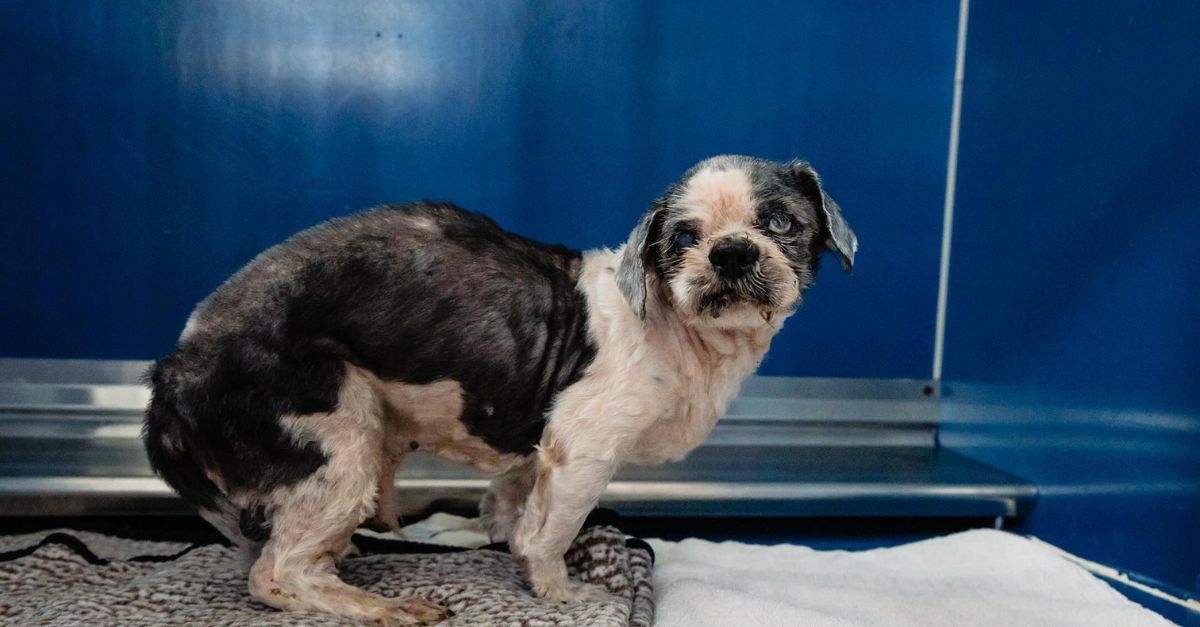 He feared that because of his different eyes, he would be left behind at the shelter forever