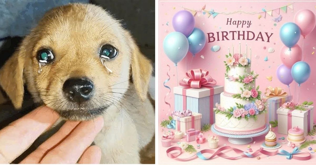 He was found on a street corner with a note saying that today was this poor dog's birthday