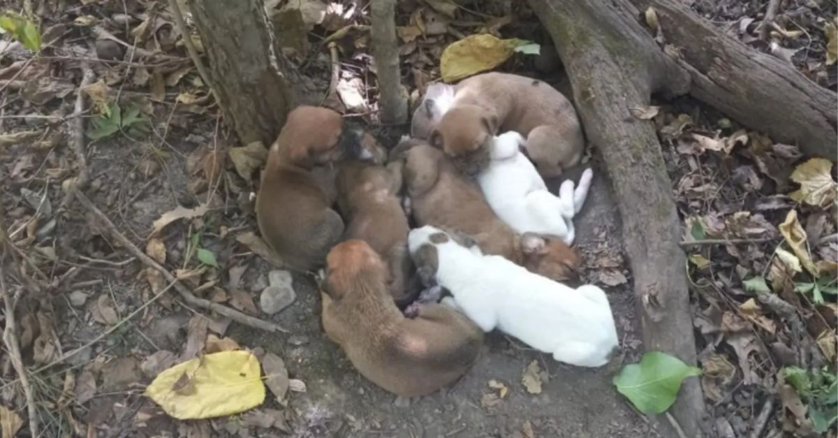 Hikers Stop in Their Tracks After Finding a ‘Pile of Puppies’ in the Woods