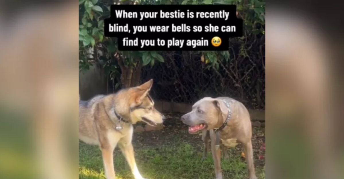 Husky adapts so blind dog can still play, bringing them both pure happiness