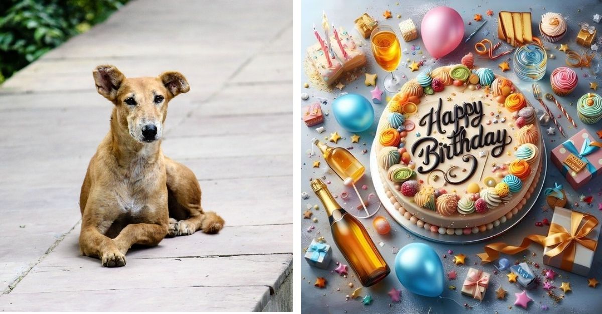 “I’ve waited so long to have a new family and a warm birthday”: Stray dog ​​Benly thinks